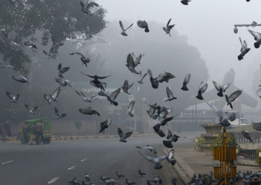 Smog’s Silent Siege on Lahore’s People and Wildlife