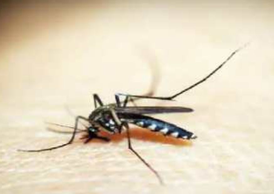 Dengue Crisis Deepens as Death Toll Reaches 20 in Sindh