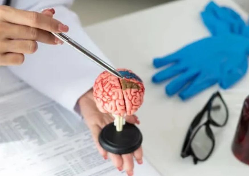 Inside the Brain’s Blueprint: Scientists Reveal Pioneering Development Atlas